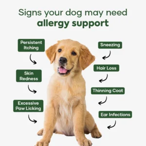 daily dog care routine