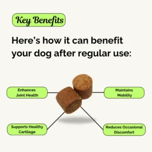 lifestyle comfort chew product