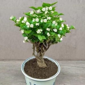 jasmine climbing plant seeds